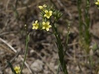 Linum strictum 3, Saxifraga-Willem van Kruijsbergen