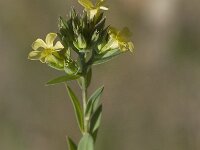 Linum strictum 4, Saxifraga-Jan van der Straaten