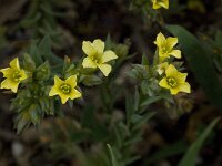 Linum strictum 5, Saxifraga-Willem van Kruijsbergen