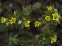 Linum strictum 6, Saxifraga-Willem van Kruijsbergen
