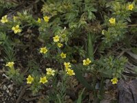Linum strictum 7, Saxifraga-Willem van Kruijsbergen