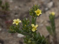Linum strictum 8, Saxifraga-Willem van Kruijsbergen