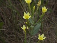 Linum strictum 9, Saxifraga-Willem van Kruijsbergen
