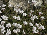 Linum suffruticosum 14, Saxifraga-Jan van der Straaten