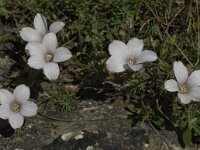 Linum suffruticosum 15, Saxifraga-Jan van der Straaten