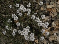 Linum suffruticosum 16, Saxifraga-Jan van der Straaten