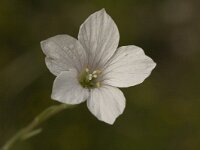 Linum suffruticosum ssp appressum 10, Saxifraga-Jan van der Straaten
