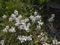 Linum suffruticosum ssp appressum 13, Saxifraga-Willem van Kruijsbergen