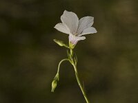 Linum suffruticosum ssp appressum 4, Saxifraga-Jan van der Straaten
