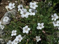 Linum suffruticosum ssp appressum 7, Saxifraga-Jan van der Straaten