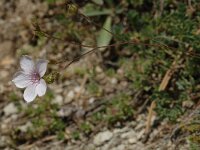 Linum suffruticosum ssp suffruticosum 11, Saxifraga-Jan van der Straaten