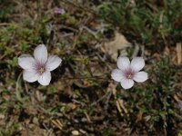 Linum suffruticosum ssp suffruticosum 12, Saxifraga-Jan van der Straaten