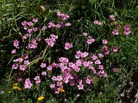 Linum viscosum 2, Saxifraga-Ed Stikvoort : Posada de Valdeón - Espinama s9900
