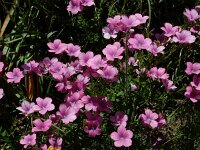 Linum viscosum 3, Saxifraga-Ed Stikvoort : Posada de Valdeón - Espinama s9900