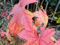 Liquidambar styraciflua 4, Amerikaanse amberboom, Saxifraga-Rutger Barendse
