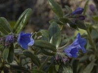 Lithodora diffusa 2, Saxifraga-Willem van Kruijsbergen