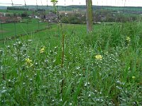 Lithospermum arvense 10, Ruw parelzaad, Saxifraga-Ed Stikvoort