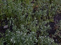 Lithospermum arvense 15, Ruw parelzaad, Saxifraga-Ed Stikvoort : Hermon - Selimpas - Sevanmeer - Dilijan A900