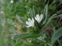 Lithospermum arvense 3, Ruw parelzaad, Saxifraga-Rutger Barendse
