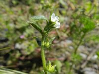 Lithospermum arvense 4, Ruw parelzaad, Saxifraga-Rutger Barendse