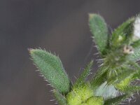 Lithospermum arvense 5, Ruw parelzaad, Saxifraga-Rutger Barendse