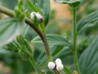 Lithospermum officinale 9, Glad parelzaad, Saxifraga-Ed Stikvoort