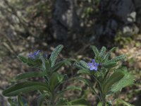 Lithospermum tenuiflorum 1, Saxifraga-Jasenka Topic