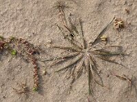 Littorella uniflora 13, Oeverkruid, Saxifraga-Hans Dekker