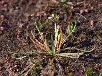 Littorella uniflora 14, Oeverkruid, Saxifraga-Hans Dekker