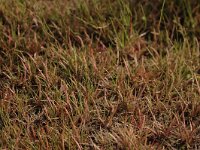 Littorella uniflora 18, Oeverkruid, Saxifraga-Bas Klaver