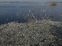 Littorella uniflora 2, Oeverkruid, Saxifraga-Jan van der Straaten