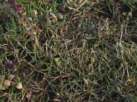 Littorella uniflora 21, Oeverkruid, Saxifraga-Hans Boll