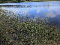 Littorella uniflora 22, Oeverkruid, Saxifraga-Hans Boll