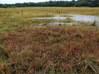 Littorella uniflora 23, Oeverkruid, Saxifraga-Hans Boll