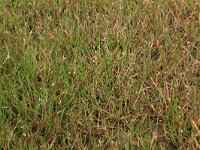 Littorella uniflora 25, Oeverkruid, Saxifraga-Hans Boll