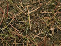 Littorella uniflora 26, Oeverkruid, Saxifraga-Hans Boll