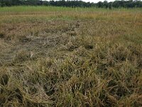 Littorella uniflora 28, Oeverkruid, Saxifraga-Hans Boll