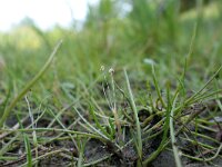 Littorella uniflora 30, Oeverkruid, Saxifraga-Michiel Drok