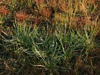 Littorella uniflora 33, Oeverkruid, Saxifraga-Hans Boll