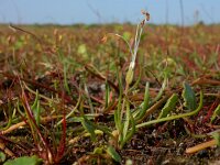 Littorella uniflora 36, Oeverkruid, Saxifraga-Ed Stikvoort