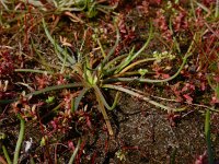 Littorella uniflora 37, Oeverkruid, Saxifraga-Ed Stikvoort