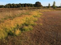 Littorella uniflora 39, Oeverkruid, Saxifraga-Hans Boll