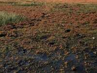 Littorella uniflora 40, Oeverkruid, Saxifraga-Hans Boll