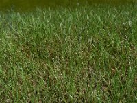 Littorella uniflora 43, Oeverkruid, Saxifraga-Ed Stikvoort