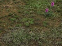 Littorella uniflora 47, Oeverkruid, Saxifraga-Hans Boll