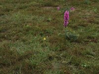 Littorella uniflora 48, Oeverkruid, Saxifraga-Hans Boll