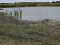 Littorella uniflora 50, Oeverkruid, Saxifraga-Hans Boll