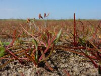 Littorella uniflora 51, Oeverkruid, Saxifraga-Ed Stikvoort