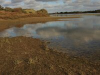 Littorella uniflora 52, Oeverkruid, Saxifraga-Hans Boll