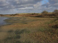 Littorella uniflora 55, Oeverkruid, Saxifraga-Hans Boll